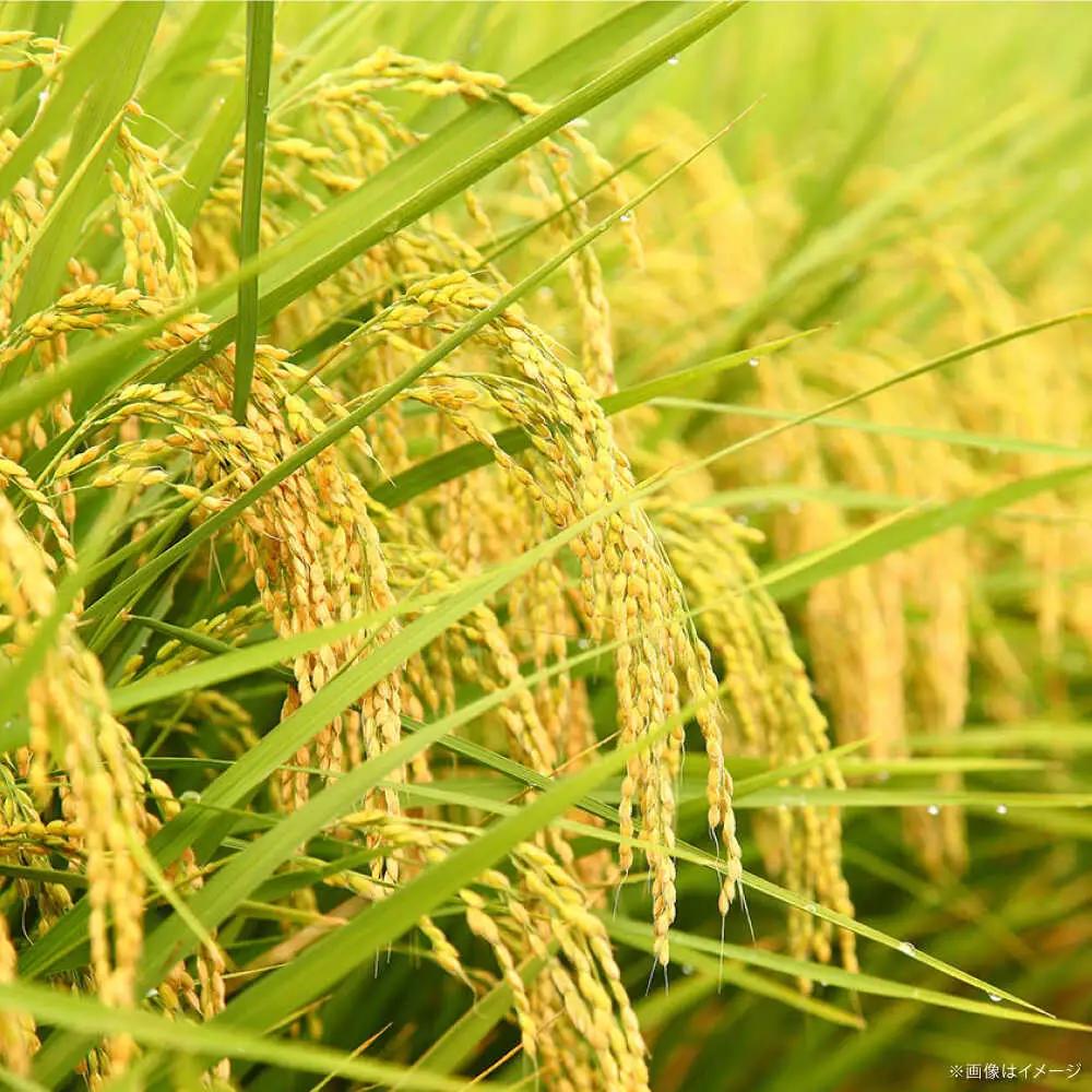 令和7年産【3回定期便】白米 精米 特別栽培米 2kg プレミアムつや姫 たたら焔米 一等米 定期便 [AIBR007]  