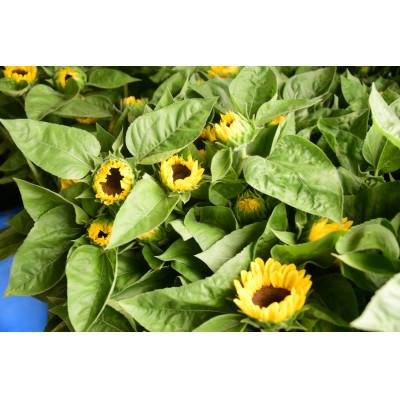 ふるさと納税 田舎館村 【2026年発送】ひまわり(切り花3種類)合計30本