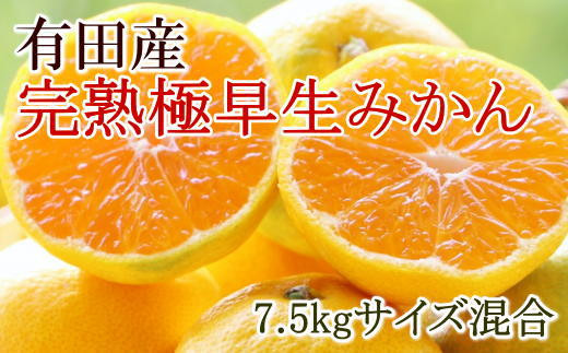 
            【厳選】紀州有田の完熟極早生みかん約7.5kg(サイズ混合)★2025年10月下旬頃より順次発送
          