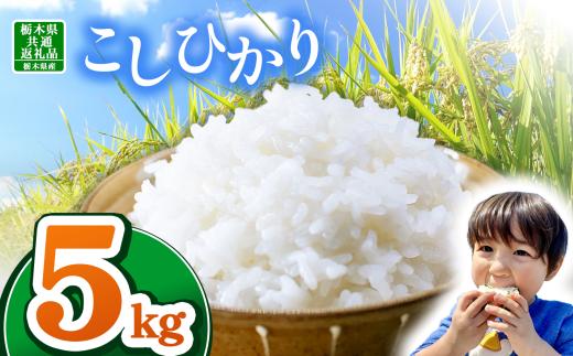 【栃木県共通返礼品】【令和7年度新米】 訳あり 栃木県産コシヒカリ 5kg | ふるさと 納税 コシヒカリ お米 精米 白米 玄米 大粒 共通返礼品 送料無料 那珂川町 栃木県