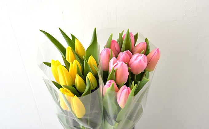 
            フラワーファームしろねのチューリップ切花20本（黄・ピンク　各10本）
          