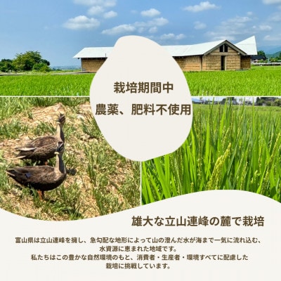 【令和7年産】玄米 ヘルジアンウッド米 30kg　富山県産コシヒカリ