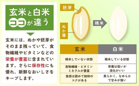 令和7年産新米 玄米 こだわりのコシヒカリ 10kg | コシヒカリ 茨城県 龍ケ崎市
