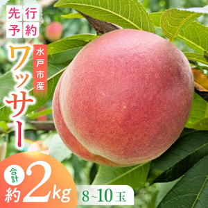 【2026年8月上旬より順次発送】【数量限定】希少品種！ワッサー 約２キロ（8-10個）【フルーツ 果物 桃 ネクタリン くだもの デザート おやつ 水戸市 茨城県】（MA-3）