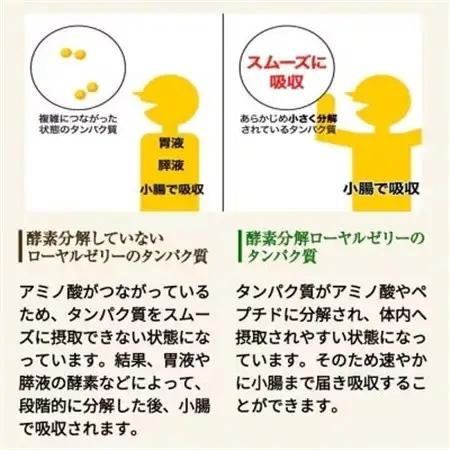 【毎月定期便】酵素分解ローヤルゼリーキング (560)全12回【4010073】