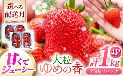 【2026年5月配送】長崎県産 いちご ゆめの香 【大粒】約1kg（250g×4パック）長崎県/わたる農園 [42AABB002] いちご イチゴ 苺 ゆめの香 大粒 果物 くだもの フルーツ お取り寄せ おすすめ 農家 産地 直送
