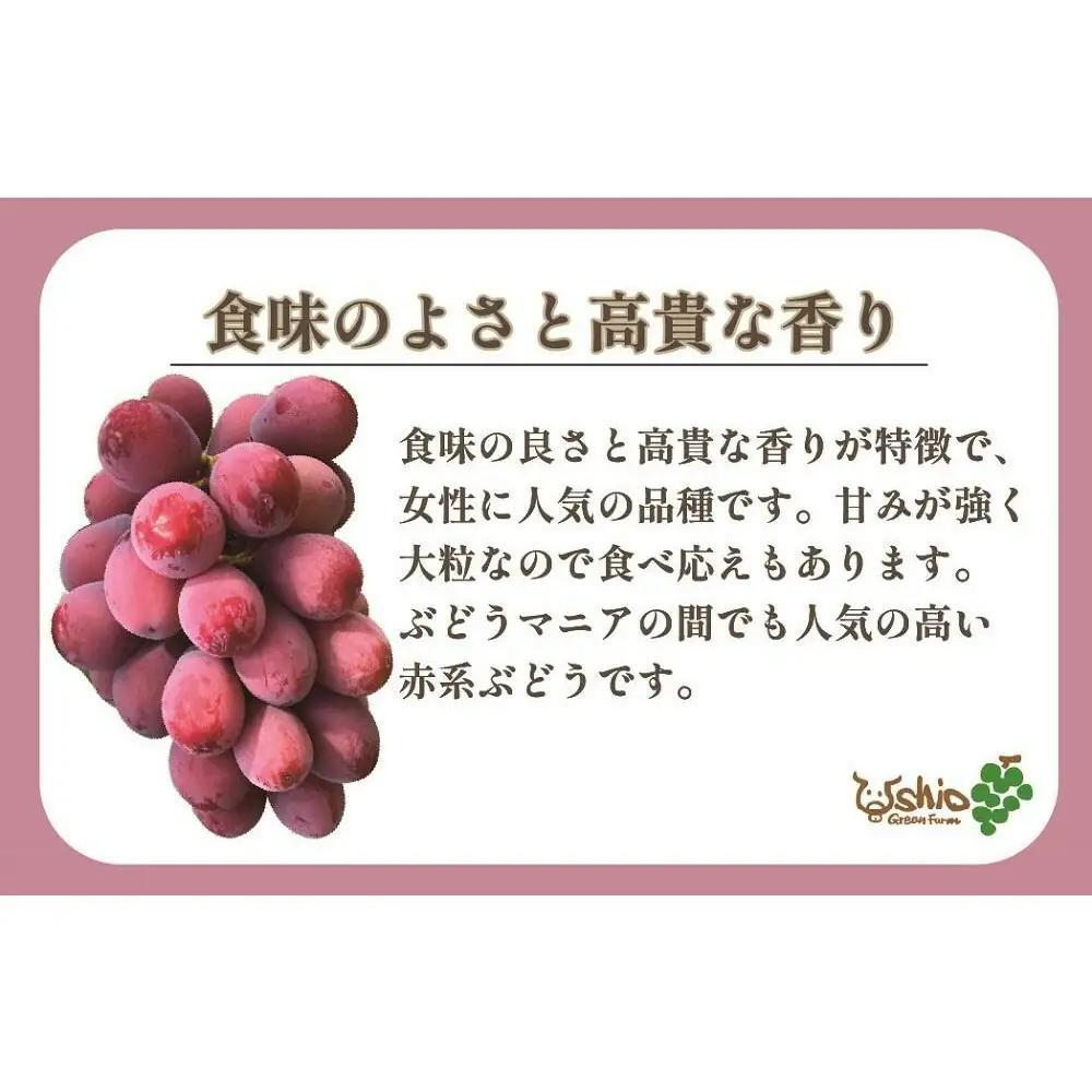 ぶどう 福岡市産クイーンニーナ 550g (1房)【北海道・沖縄・離島発送不可】【2026年8月以降順次発送】 | 果物 フルーツ 大粒 ぶどう 葡萄 ブドウ 食べ比べ くだもの 食品 人気 高級 旬