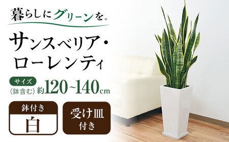 観葉植物 サンスベリア・ローレンティ ロングスクエア 陶器鉢植え（白） BIG [ACYK014] 観葉植物 観葉植物 観葉植物 観葉植物 観葉植物 観葉植物 観葉植物