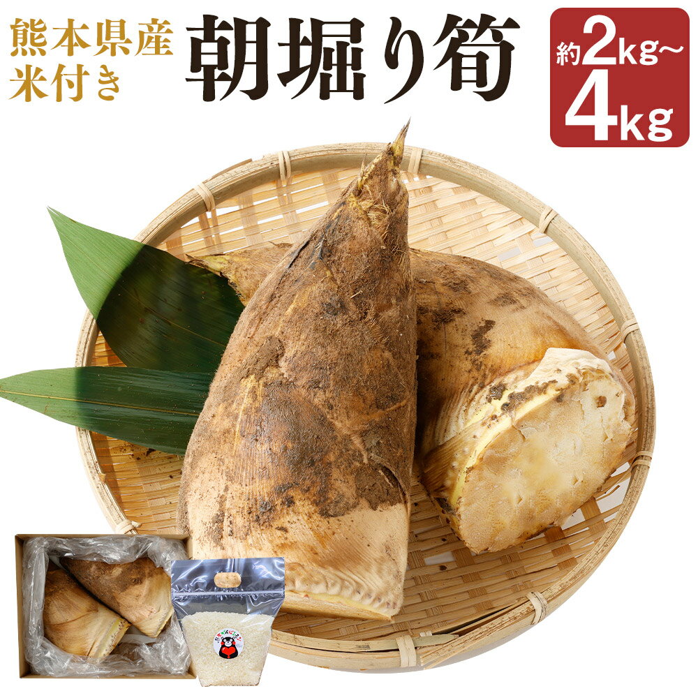 【ふるさと納税】朝堀り筍 約2kg/約4kg 選べる内容量 熊本県産米約500g付き たけのこ タケノコ 野菜 森のくまさん お米 精米 白米 おまけ付き 熊本県産 九州産 国産 送料無料【2026年3月上旬～4月下旬発送予定】