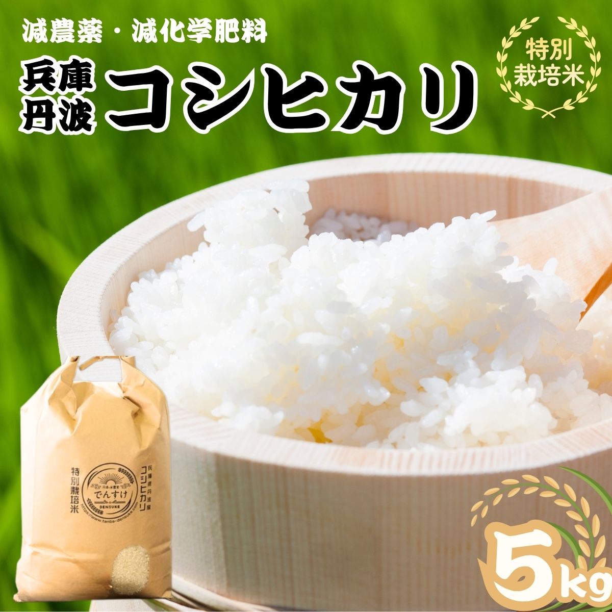 【ふるさと納税】特別栽培米 丹波コシヒカリ 5kg 令和8年産新米 精米 減農薬 減化学肥料 ブランド米 こしひかり お米 白米 ごはん 米 5キロ 一等米 産地直送 お取り寄せ 兵庫県 丹波市