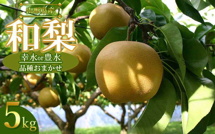 【令和9年産先行予約】山形県産 和梨 品種おまかせ (幸水または豊水) 約5kg（12～16玉） 産直あぐり K-935 | 梨 ナシ 果物 くだもの フルーツ 旬 5キロ 甘い みずみずしい おすす