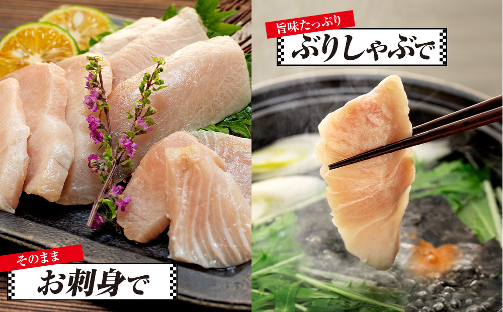【訳あり】 ＼10営業日以内発送／ ブリ 鰤 切り落とし 計約 2kg ( 250g ×8 パック ) 南予ビージョイ buri ぶり 魚 刺身 わけあり 人気 D018-150008