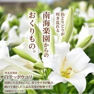 ■沖永良部島産 白テッポウユリ（えらぶ百合）球根Lサイズ（8～12球）　W008-021u