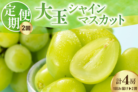 先行予約 定期便 令和8年産 大玉 シャインマスカット 2房 × 2回