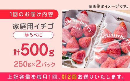 【先行予約】【全2回定期便】ゆうべに いちご  セット 250g×2P 農園直送 産地直送 熊本県産 いちご イチゴ 苺 山都町産 いちご 完熟 いちご イチゴ 苺 いちご狩り 家庭用 いちご イチゴ