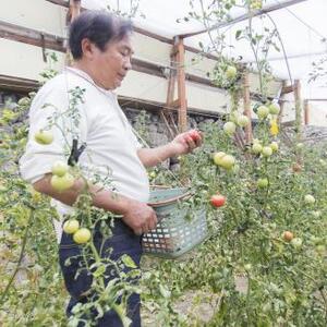 棚田で育った石垣トマト(１箱約2.5kg)