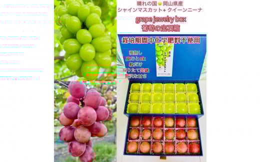 ぶどう 2026年 シャインマスカット クイーンニーナ 大粒のみ 36粒 ＪＥＷＥＬＢＯＸ ギフト 贈り物 岡山 国産 果物 フルーツ シャイン マスカット