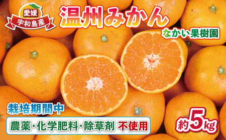 愛媛 みかん 温州みかん 5kg 栽培期間中 農薬 化学肥料 除草剤 不使用 なかい果樹園 温州 蜜柑 果物 フルーツ 柑橘 農家直送 産地直送 数量限定 国産 愛媛 宇和島 B012-144002