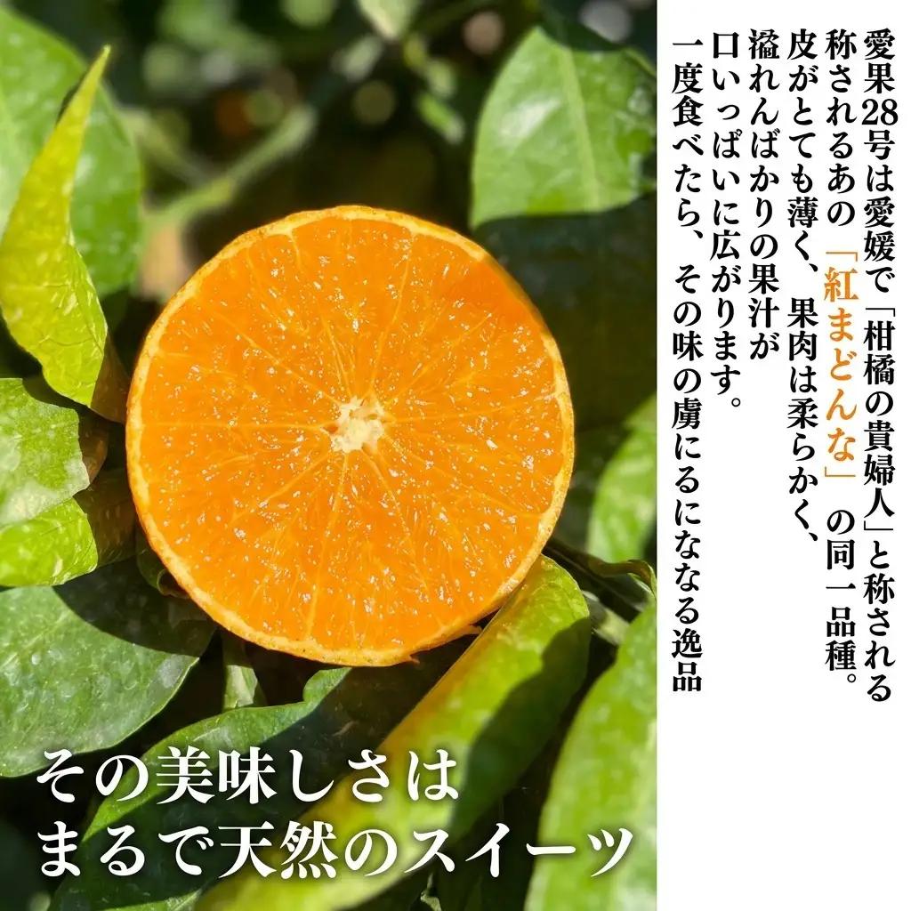 愛果28号 みかん 紅まどんな同品種 愛媛県産 愛果28号【約2.5kg】【先行予約】