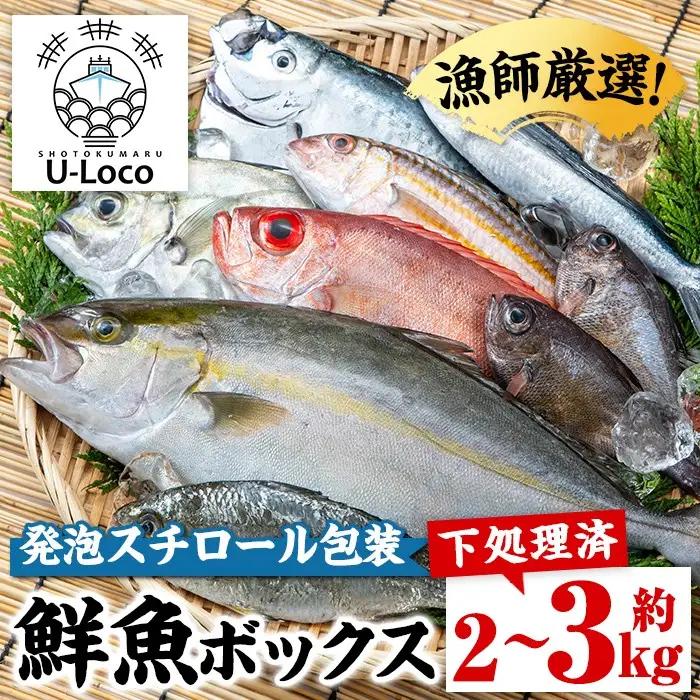 鮮魚ボックス 約2～3kg 鮮魚BOX ロコフィッシュ 下処理済 発泡スチロール包装【昌徳丸】A78005