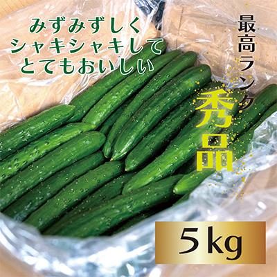 ふるさと納税 平取町 【先行予約/8月以降発送】秀品キュウリ1箱Мサイズ(約5kg) |  | 01
