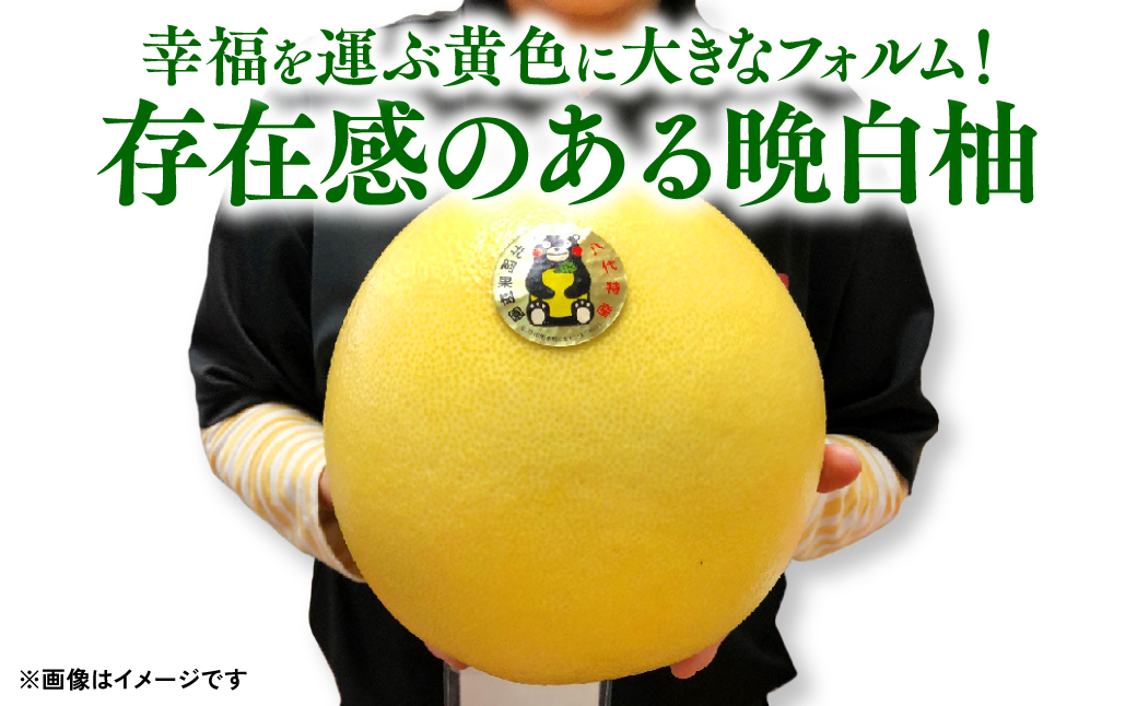 八代特産 晩白柚（ばんぺいゆ）2Lサイズ(約2kg)×3玉 柑橘 果物 フルーツ 熊本県産 ばんぺいゆ フルーツ 柑橘 特産品
