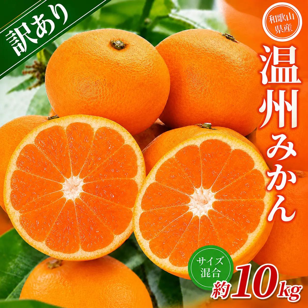 みかん【訳あり】 森本農園 約10kg 【2026年10月中旬～2027年2月中旬ごろに順次発送】【BV90010-mrmt010】