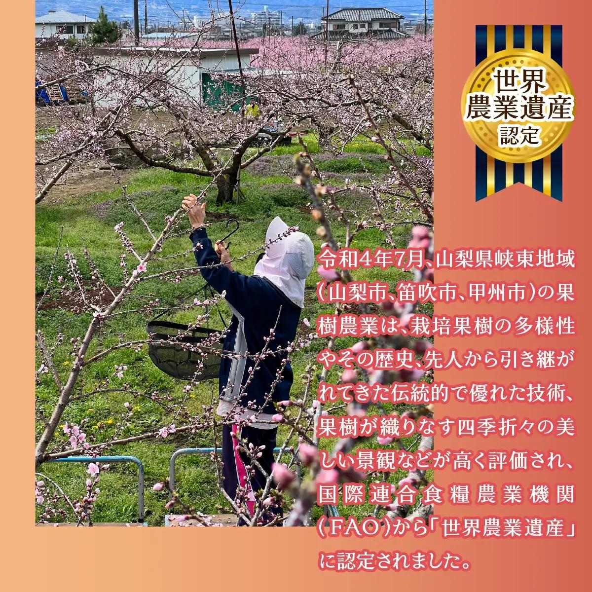 【2026年発送★先行予約】山梨県笛吹市産　シャインマスカット 1房 約550g 230-009-26y