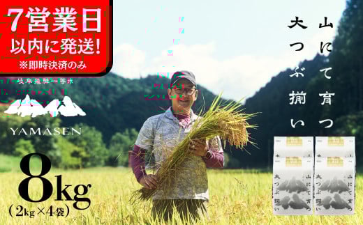 【令和6年産米】すがたらいす 山仙 (いのちの壱)  2kg×4袋（8kg）すがたらいす 8キロ 下呂市金山産 2024年産 お米 精米 米 いのちのいち やません