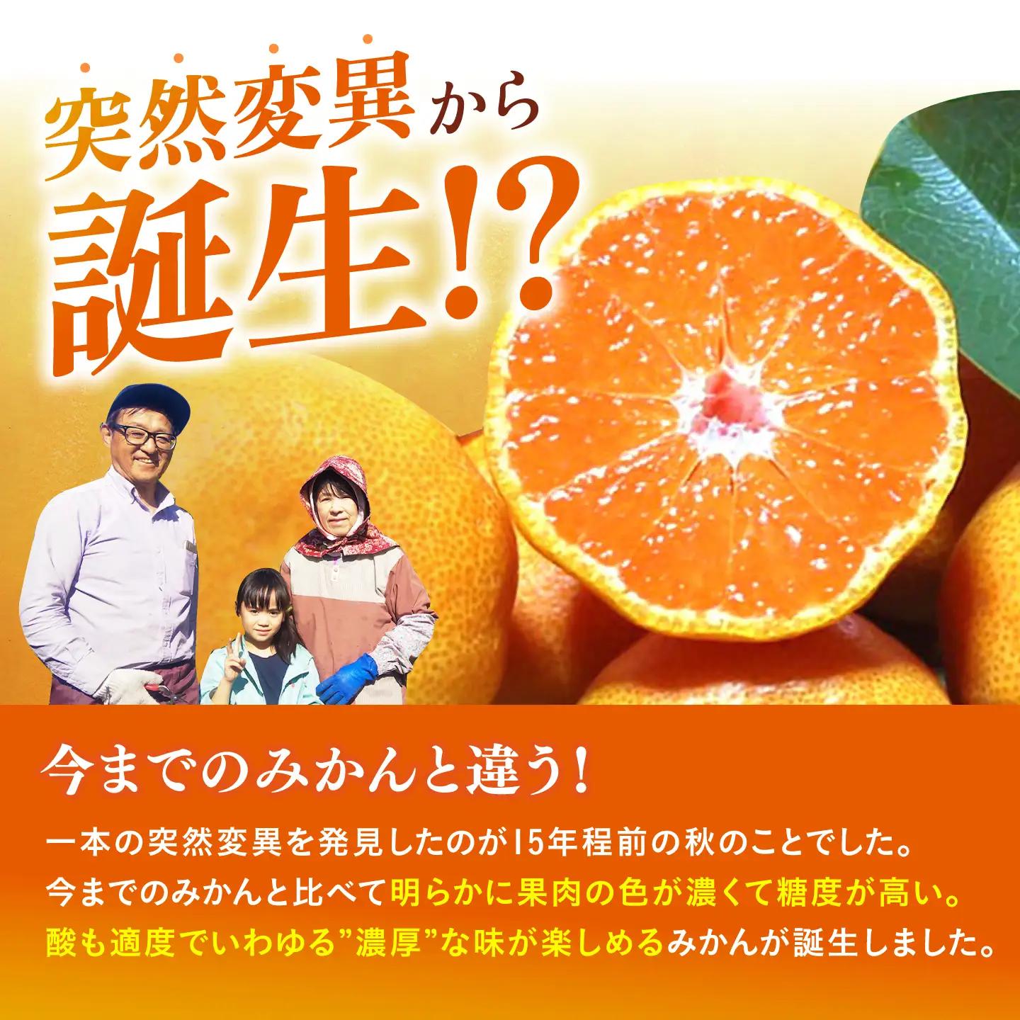 【先行予約】早生みかん 太陽のしずく 5kg【夢の甘熟みかん タッチ】[HCE001] 蜜柑 果物 フルーツ 柑橘