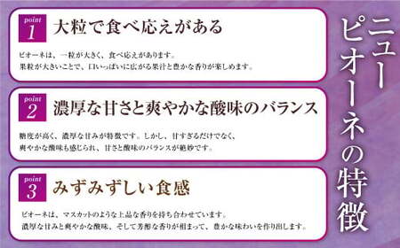 岡山県産 ニューピオーネ 約800g（400g×2房） 【2026年8月下旬～9月下旬迄発送予定】 果物 くだもの フルーツ ぶどう ブドウ 葡萄