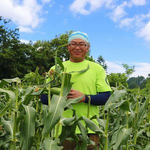 【2026年先行予約 / 数量限定 とうもろこし】 フルーツコーン バイカラー種 10～12本 とうもろこし