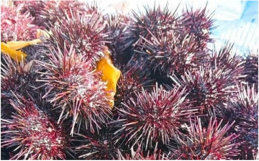 北海道小樽市 塩水キタムラサキウニ 100g×6パック 合計600g 【漁師直送】