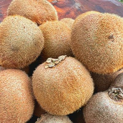 ふるさと納税 掛川市 農園直送!訳アリキウイフルーツ2kg〜2.4kg(24個〜30個) |  | 01