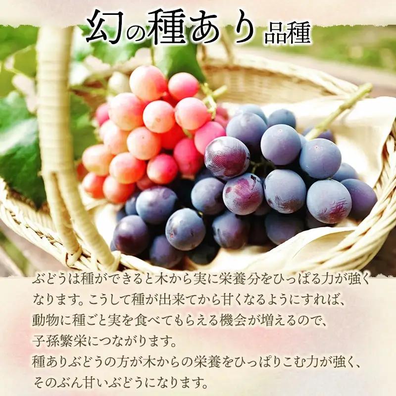 【令和8年産先行予約】【限定生産】幻の種あり品種 ぶどうの詰合せ 約2kg 季節の旬の高級黒ぶどう・赤ぶどうセット　カラフルぶどう園
