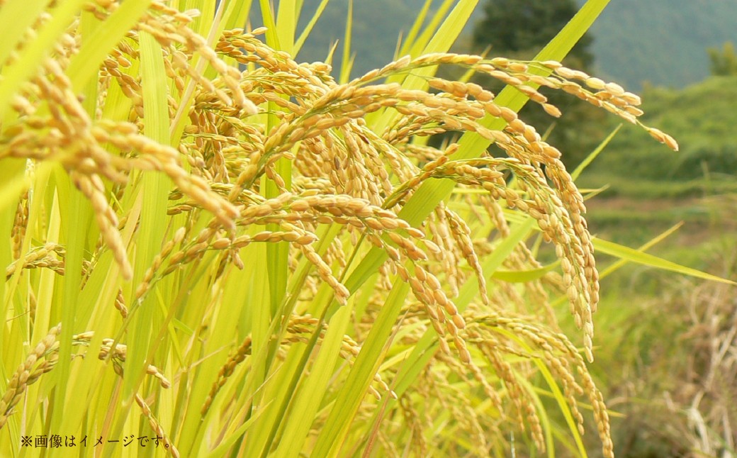 【 令和7年産 】 中央市産 コシヒカリ 5kg