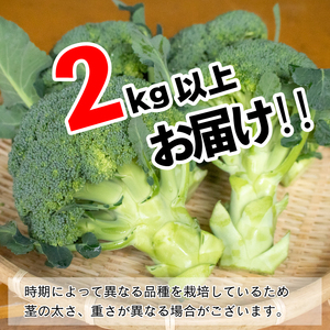  ブロッコリー 8本 2kg 以上 野菜 朝採れ 産地直送 鮮度抜群 サラダ 徳島県 阿波市 