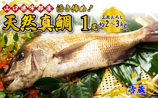 【着日指定必須】《三枚おろし》 鯛活き締め！天然真鯛！天然タイ！ (1尾 約2～3kg) 【魚 新鮮 ツマミ 刺身 塩焼き 市場直送 山口県 宇部市】