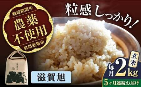 【先行予約】令和8年産 新米 5回定期 滋賀旭 2kg 玄米 [AQCP043]