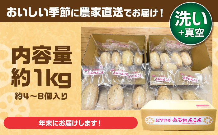 【先行予約】【年末発送】【金賞受賞！】【真空パック】松尾青果のこだわり白石れんこん 約1kg （4-8個入り）【松尾青果】 [IBD018]