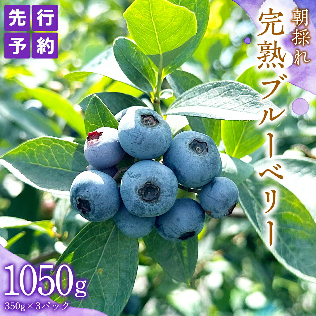 【ふるさと納税】≪先行予約≫ 朝採れ 完熟 ブルーベリー 1,050g （ 350g × 3パック ）【 2026年 6月上旬頃より発送開始 】 数量限定 冷蔵 ベリー 甘い 甘酸っぱい 完熟 新鮮 フルーツ 果物 くだもの 贈り物 贈答 ギフト 国産 茨城 農園 産地直送