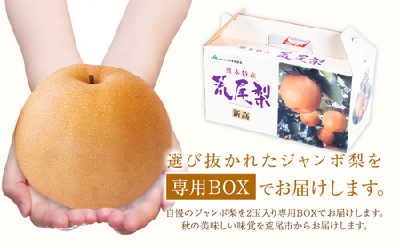 【2025年先行予約】 梨 なし 贈答用 荒尾ジャンボ梨（新高）2玉入り 約1.5kg 秋 旬 熊本県 荒尾市産 高口果樹園《2025年10月上旬-10月下旬頃出荷》フルーツ 果物 ギフト 化粧箱 専