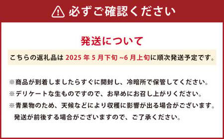 熊本県産 肥後グリーンメロン 2玉 果物 フルーツ メロン【2025年5月下旬～6月上旬発送予定】