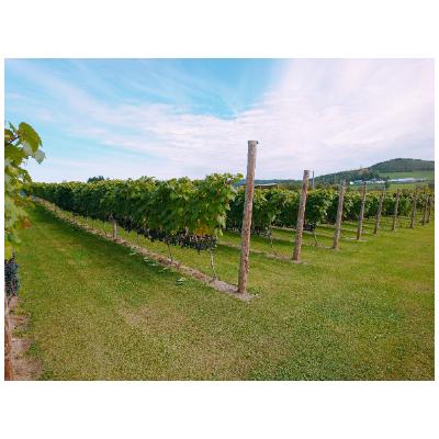 ふるさと納税 北見市 桜夢雫　清舞　1本750ml |  | 01