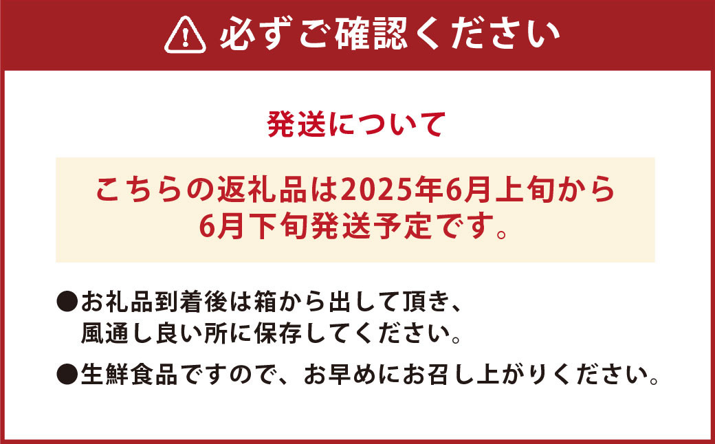 【先行受付】 とうもろこし ピュアホワイト 約4kg