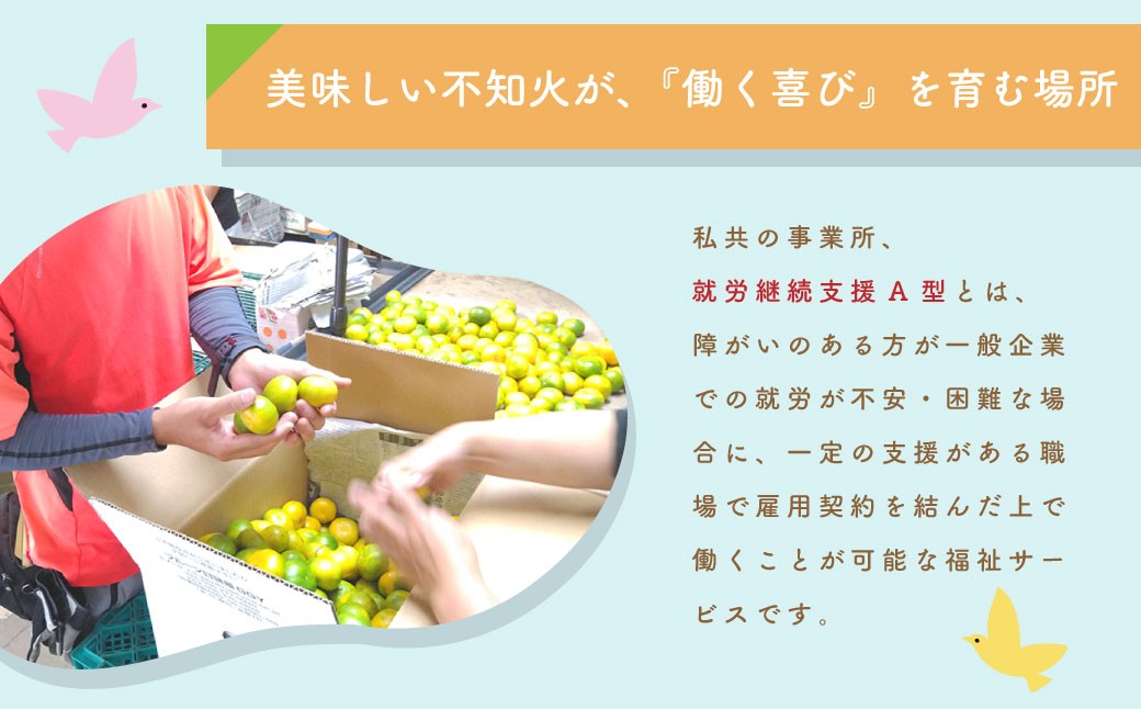 不知火（デコポンと同品種）【手選別まごころ選果】約5kg