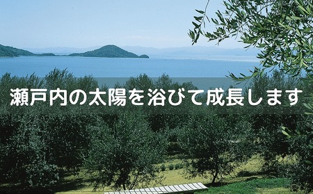 〈オーズファーム〉小豆島産 エキストラバージンオリーブオイル（100g） 食用油 