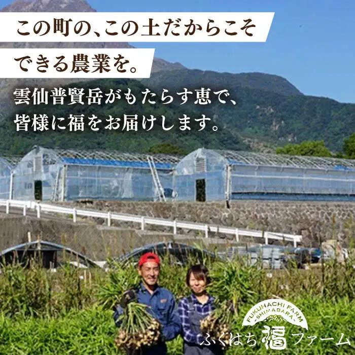 【2026年8月?発送】新しょうが 約3kg [SBS017] しょうが