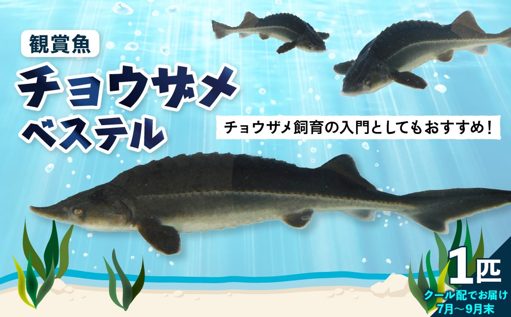
                  チョウザメ観賞魚(生体) ベステル【7月～9月末】　ku183-005-r　(北海道・沖縄県・離島配送不可)
                