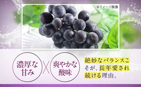【先行予約】巨峰 約2kg1箱（4房から6房）＜2026年8月中旬から発送＞/ 巨峰 ぶどう ブドウ 葡萄 愛媛県 愛媛 内子町 フルーツ 果物 送料無料 美味しい おすすめ 人気 特産品 四国 国産